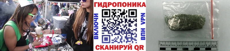 Конопля OG Kush  Нестеров 